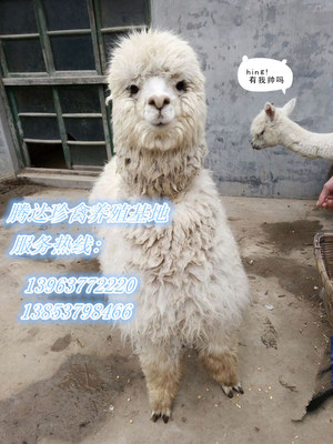 滁州地區特色動物租賃與馬戲服務指南 從羊駝到海獅的多元化選擇